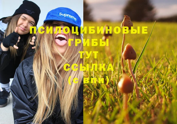 индика Богданович
